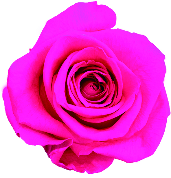 ミニブライトピンク