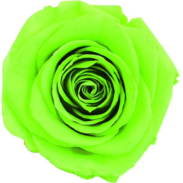 ミニライムグリーン